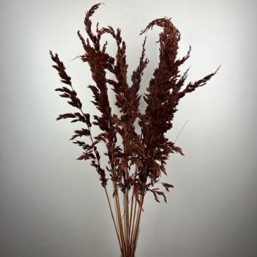 Pampas grass - Amplodesma 200gr, AMPL200MAR