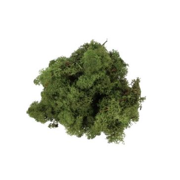 Reindeer Moss 500gr, MN500VBOSCO