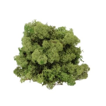 Reindeer Moss 500gr, MN500VMAGGIO