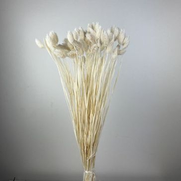 Kaltēts Phalaris 100gr, POA100BIANCO