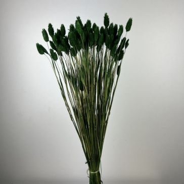 Kaltēts Phalaris 100gr, POA100VFOGLIA