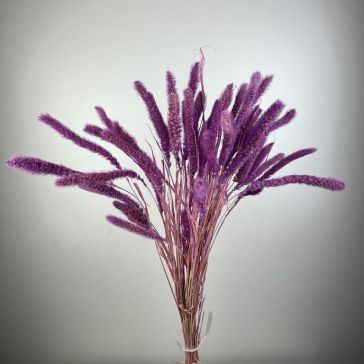 Kaltēta Setaria 100gr, SET100FLID