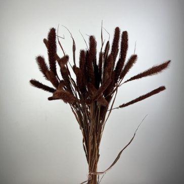 Kaltēta Setaria 100gr, SET100MAR