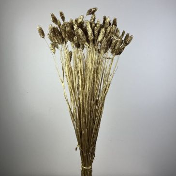 Kaltēts Phalaris 100gr, POA100ORO