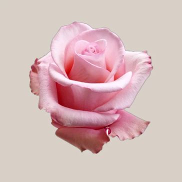 Rozes Lemonade 60 WELYFLOR