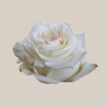 Rozes Dinamic 60 WELYFLOR