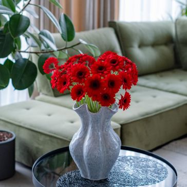 Gerberas Germini Suri - sarkans 25GAB