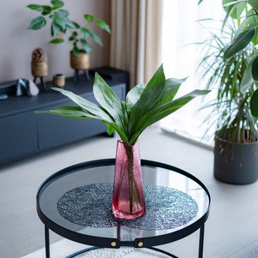 Aspidistra (mājas svētība) lapas