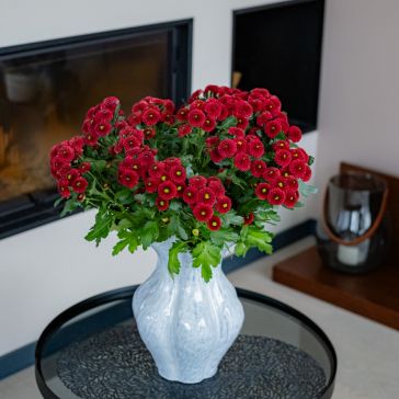 Krizantēmas (pomponi) Santini Purpeta red - 25GAB