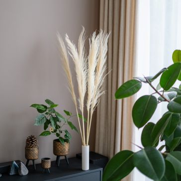 Pampa - Cortaderia