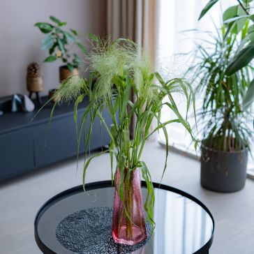 Īstā sārene - Panicum Fountain