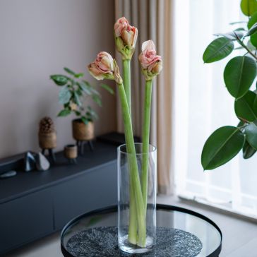 Amarillis - Popov 3GAB