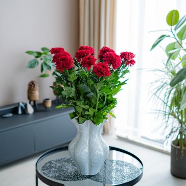 Krizantēmas (lielziedu) Lamira Red 10GAB