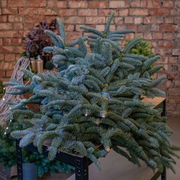 Egļu zari - Nobilis 5kg