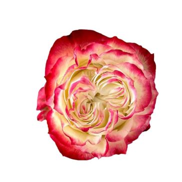 Rozes Cream Vendela 60 EC