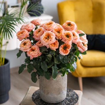 Rozes (pildītas) Mandarin Xpression 25GAB|50CM