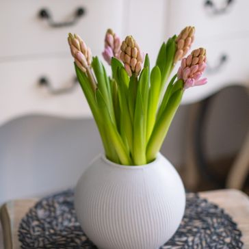 Hiacintes - gaiši rozā 5GAB