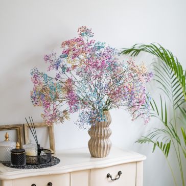 Plīvurpuķes krāsotas (Gypsophila Rainbow)- 10GAB