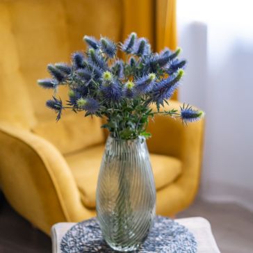 Zilpodzes (Eryngium) zilas - 10GAB