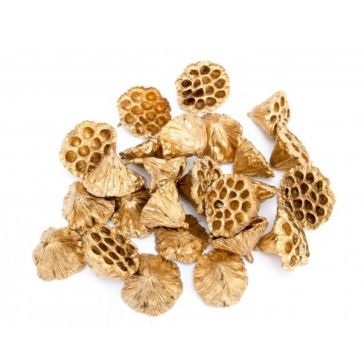 Декоративный лотос, HURT-2022