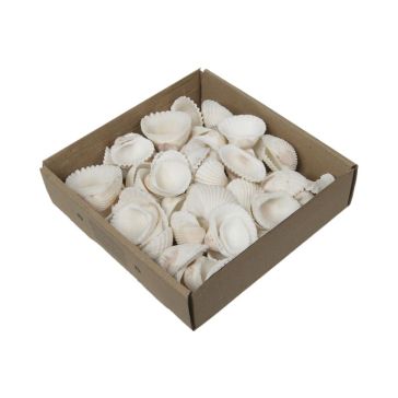 Ракушки 800г, 436002