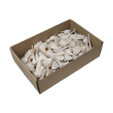 Ракушки 675г, 436011