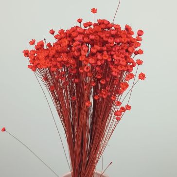 Kaltēti ziedi - Gliksija 50gr, GLI50ROSSO