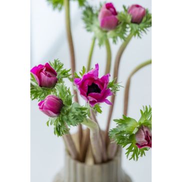 Anemones Lillā EX IT
