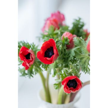 Anemones sarkanas XL IT