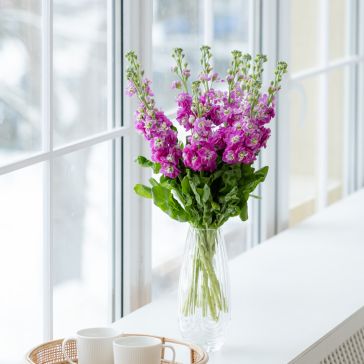 Маттиола Розовая