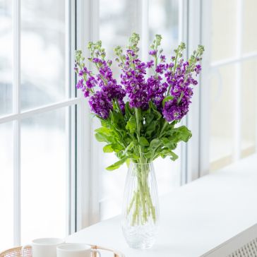 Маттиола Фиолетовая