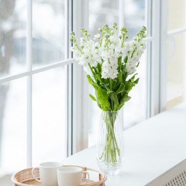 Маттиола Белая