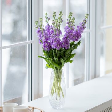 Маттиола Лаванда