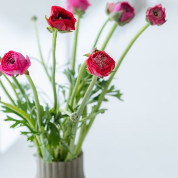 Ranunkuli spilgti rozā IT