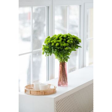 Krizantēmas (pomponi) Santini Country - 25GAB