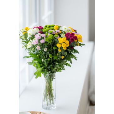 Krizantēmas (pomponi) Santini Pomponi Mix - 25GAB