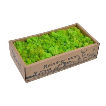 Олений мох 500гр, 306CAN0500_DKGR