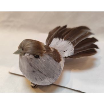 Птицы на клипе, 52CAN230256A_G