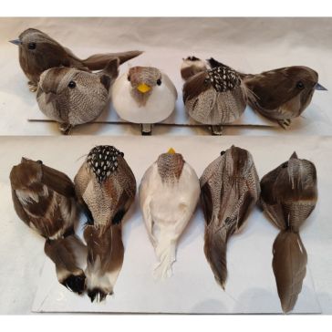 Птицы на клипе, 52CAN230259A