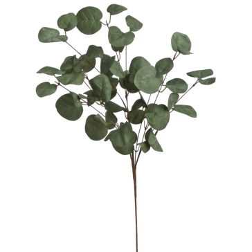 Eikalipta zars, 14CAN7058_BS