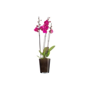 Stikla orhideju pods Lille, 645245