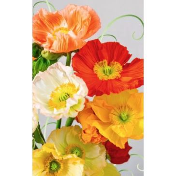 Apsveikuma dubultā kartiņa, A27191