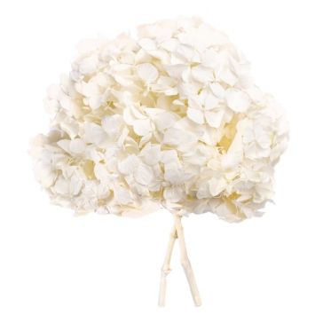 Стабилизированная гортензия, 32 г, HRT/0000