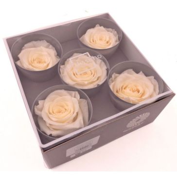 Stabilized Rose Heads, RSQ/2020