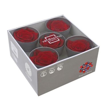 Stabilized Rose Heads, RSQ/2200