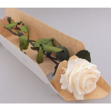 Stabilized rose, PRZ/7021