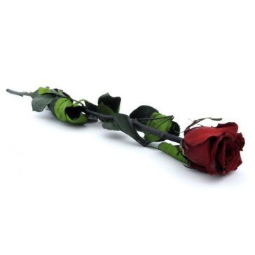 Stabilized rose, PRZ/3800