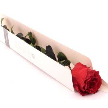 Stabilized rose, PRZ/3200