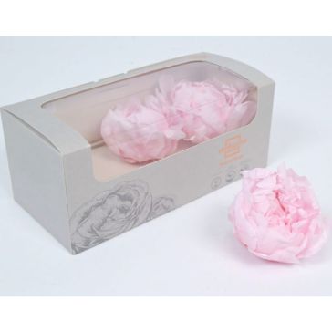 Stabilized Peony Heads, PEO/2420