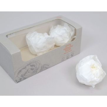 Stabilized Peony Heads, PEO/2000